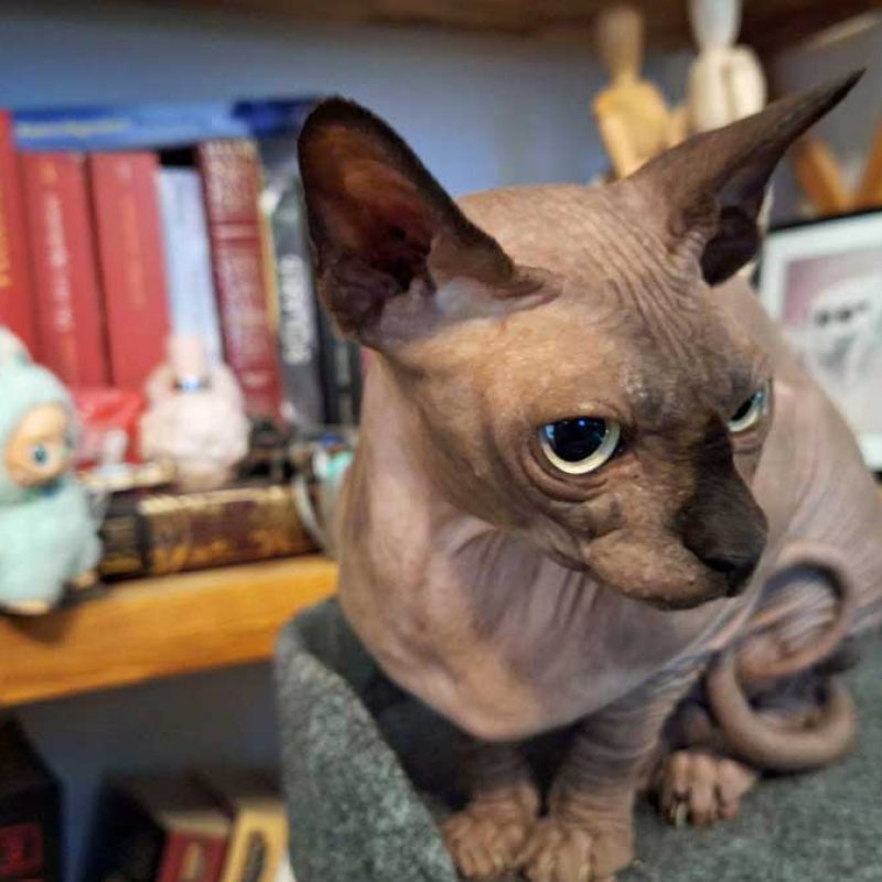 Maiev – Kanadische Sphynx, weiblich, 6 Jahre, 82031 Grünwald – zur Adoption
