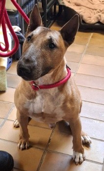 Charly – Miniatur Bullterrier, männlich, 2015 Jahre, 70195 Stuttgart-Botnang – zur Adoption