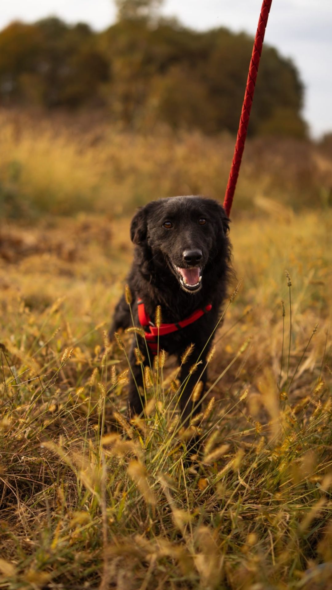 Bailey – Kroat. Schäferhund-Mischling, weiblich, 1 Jahr, 6 Monate, Nordic Strays e.V. – zur Adoption