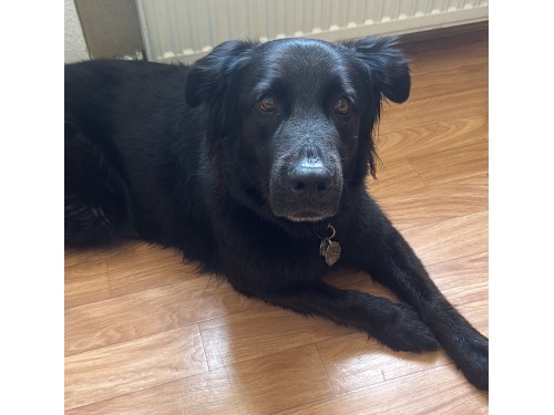 Paula – Hund, männlich, 32758 Detmold – zur Adoption