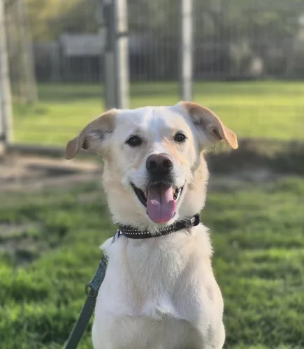 Spike – Labrador-Mix, männlich, 20 Monate, 26389 Wilhelmshaven – zur Adoption