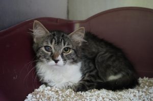 Chilli – Langhaar – Mix, weiblich, 97525 Schwebheim – zur Adoption