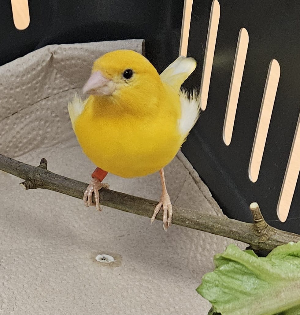 Tweety
