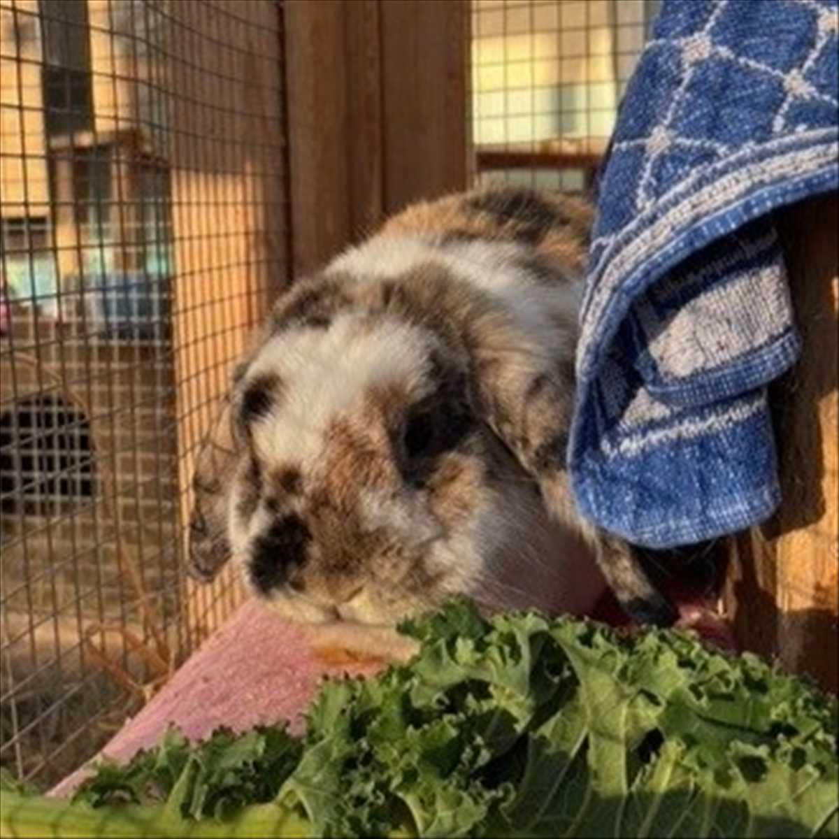 SCHNUFFI – Widder, männlich, 5 Jahre, 7 Monate, 81829 München – zur Adoption