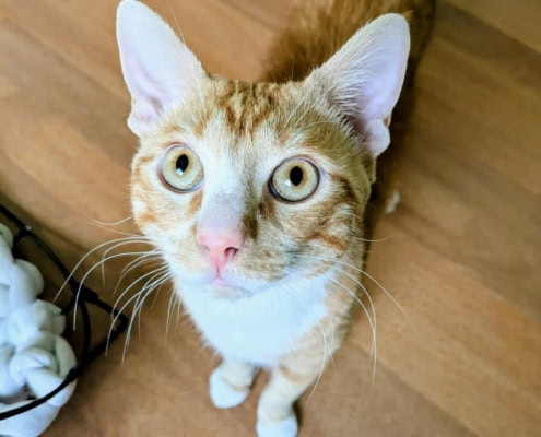 Zarbex – Katze, männlich, 4 Jahre, 39576 Stendal – zur Adoption