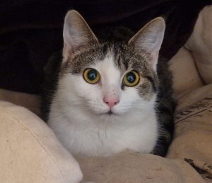 Bibi