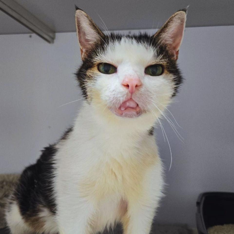 Gismo – Europäisch Kurzhaar, männlich, 13 Jahre, 45141 Essen – zur Adoption