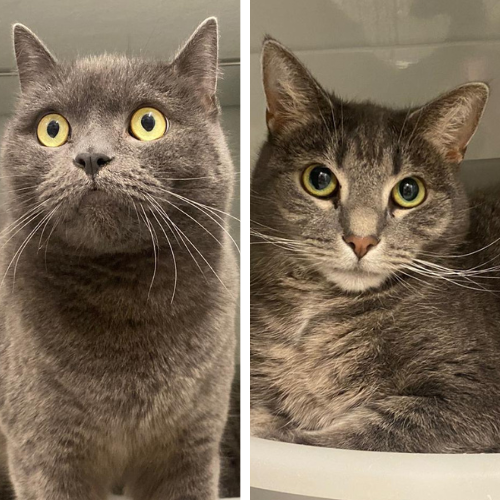Lilli – Hauskatze, weiblich, 4 Jahre, 28357 Bremen – zur Adoption
