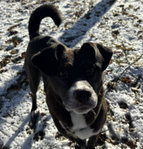 Cosmo (früher Momo)