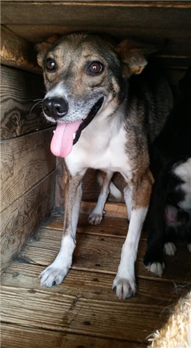 Iggy – Hund, männlich, 50823 Köln – zur Adoption