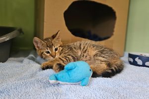 Tobi – Europäisch Kurzhaar, männlich, 3 Monate, 97525 Schwebheim – zur Adoption