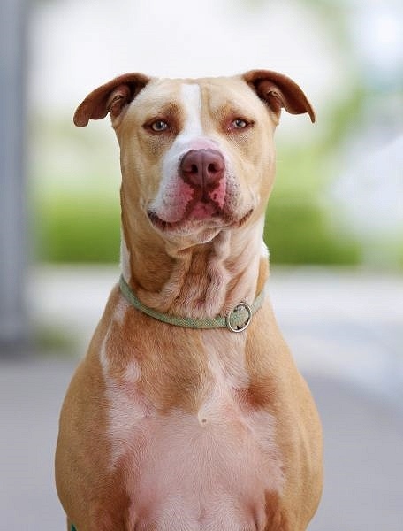 Donnie – Staffordshire-Mix, männlich, 8 Jahre, 8 Monate, 13057 Berlin – zur Adoption