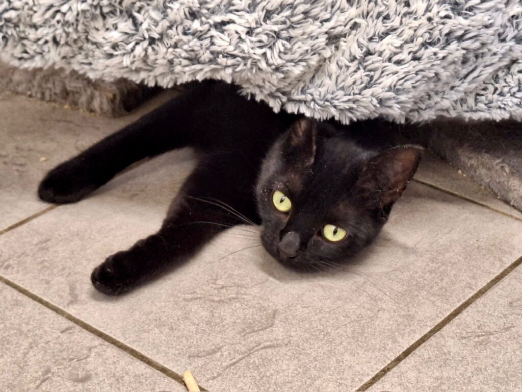 Suri