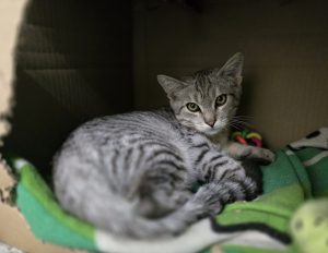 Phil – Europäisch Kurzhaar, männlich, 97525 Schwebheim – zur Adoption