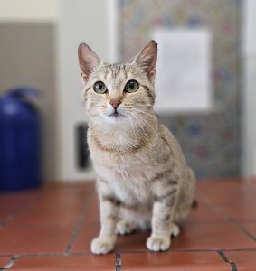 Tina – Europäisch Kurzhaar, weiblich, 97525 Schwebheim – zur Adoption