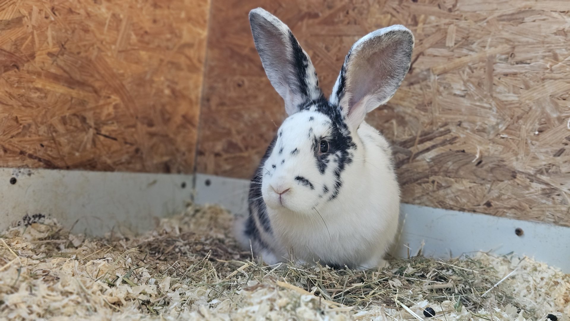 Mickey – Deutscher Riese, männlich, 97525 Schwebheim – zur Adoption