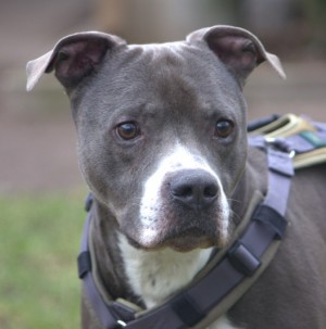 Jonny – Am. Staff, männlich, 6 Jahre, 70195 Stuttgart-Botnang – zur Adoption