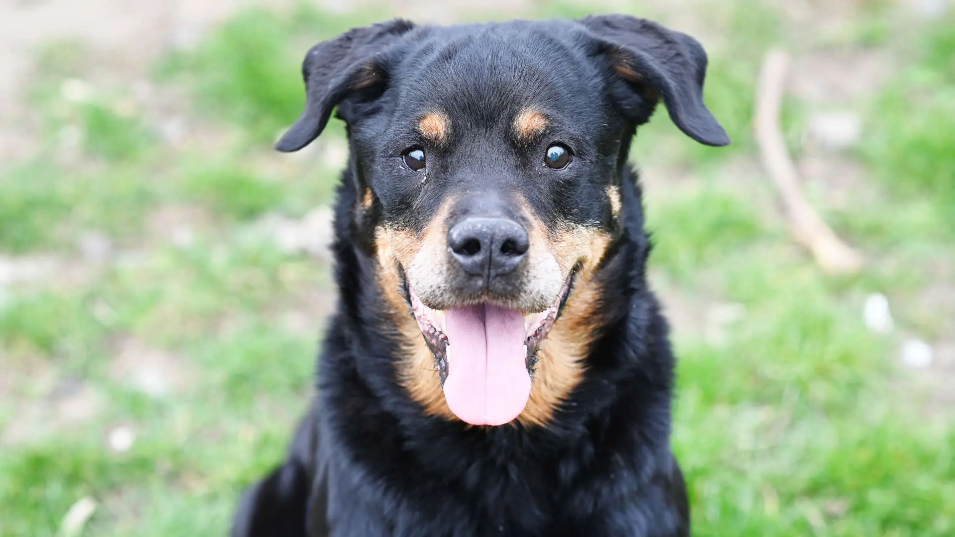 Gundel – Rottweiler, weiblich, 109 Monate, 13057 Berlin – zur Adoption