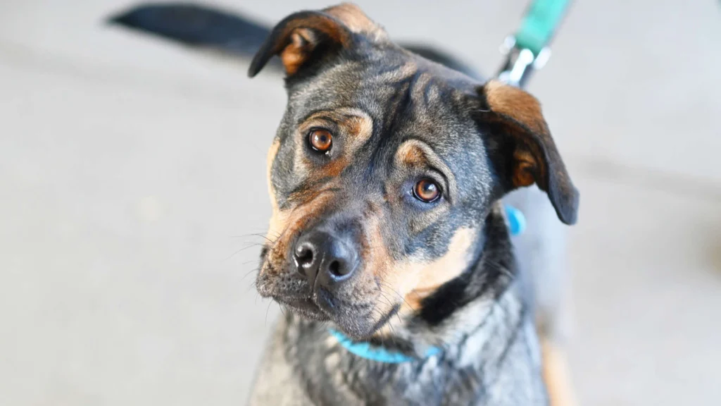 Feta – Cane Corso-/Husky-Mix, weiblich, 1 Jahr, 10 Monate, 13057 Berlin – zur Adoption