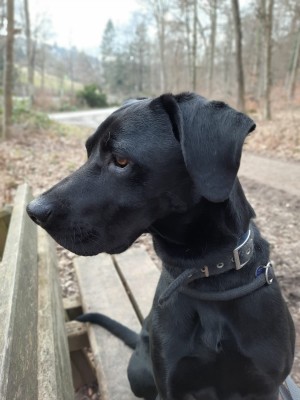 Odin – Rhodesien-Ridgeback-Labrador-Mix, männlich, 5 Jahre, 2 Monate, 70195 Stuttgart-Botnang – zur Adoption