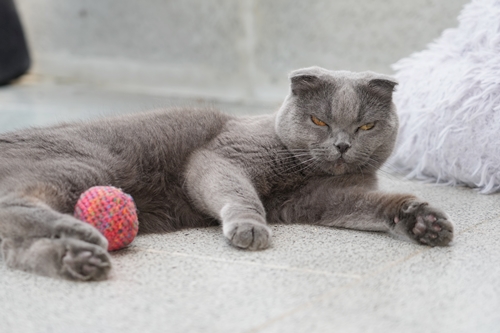 Mischa – Katze, männlich, 90537 Feucht – zur Adoption