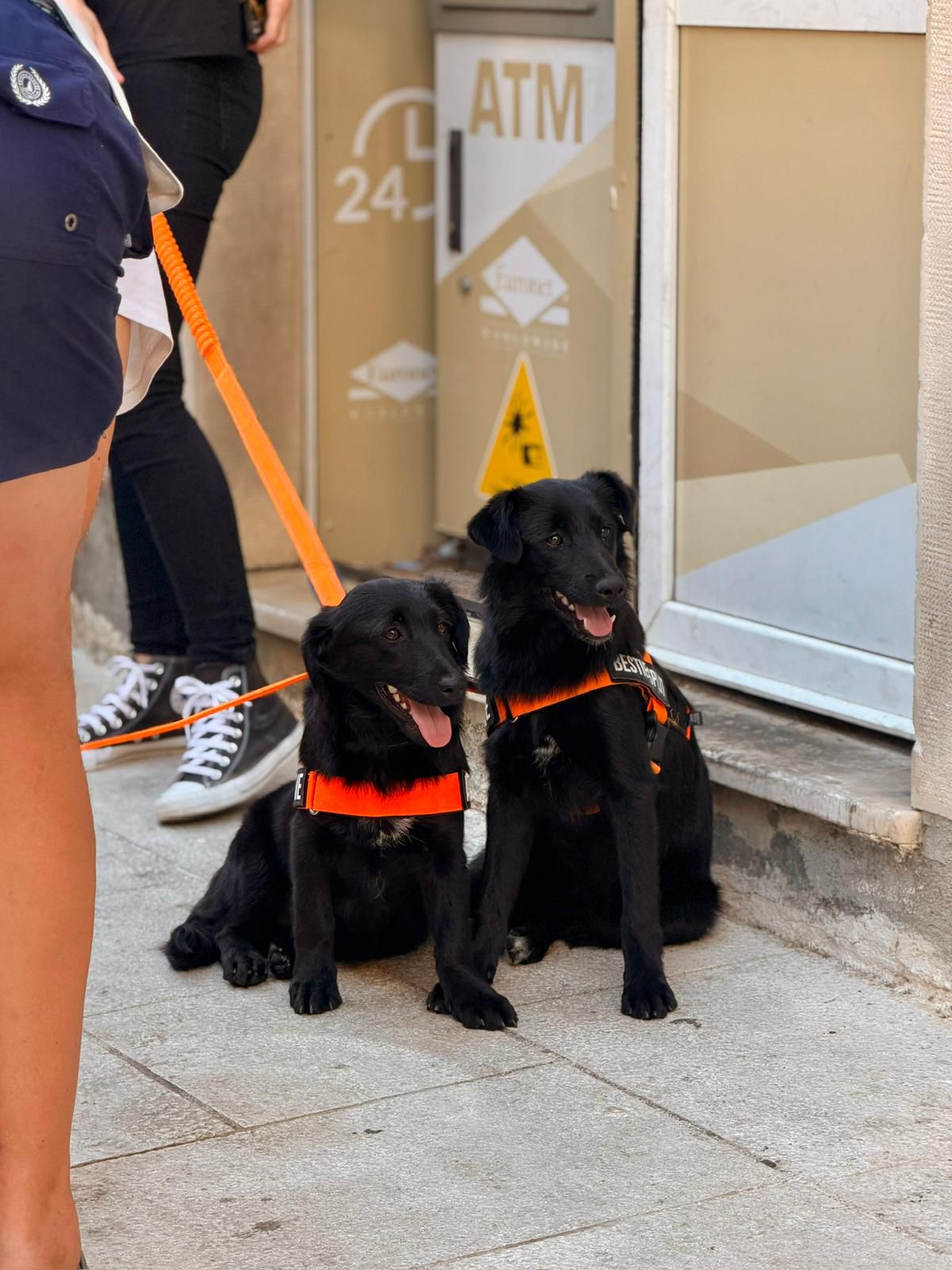Ria – Hund, weiblich, 4 Monate, Nordic Strays e.V. – zur Adoption