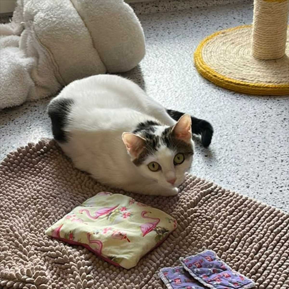 MILA – Europäisch Kurzhaar, weiblich, 2 Monate, 81829 München – zur Adoption