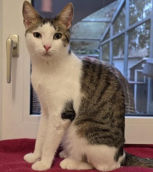 Toni – EKH, männlich, 2 Jahre, 70195 Stuttgart-Botnang – zur Adoption