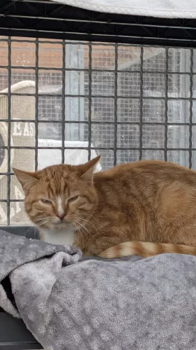 Baldir – EKH, männlich, 1 Jahr, 26389 Wilhelmshaven – zur Adoption