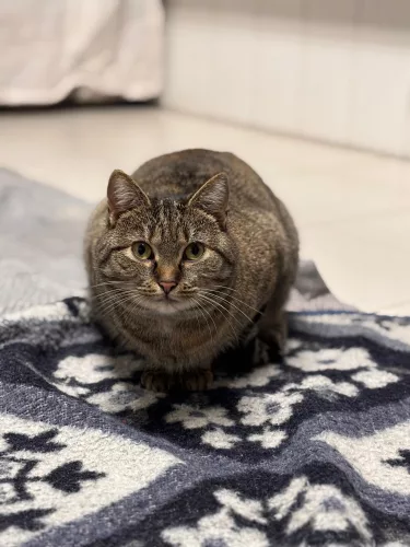 Jenna – EKH, weiblich, 26389 Wilhelmshaven – zur Adoption