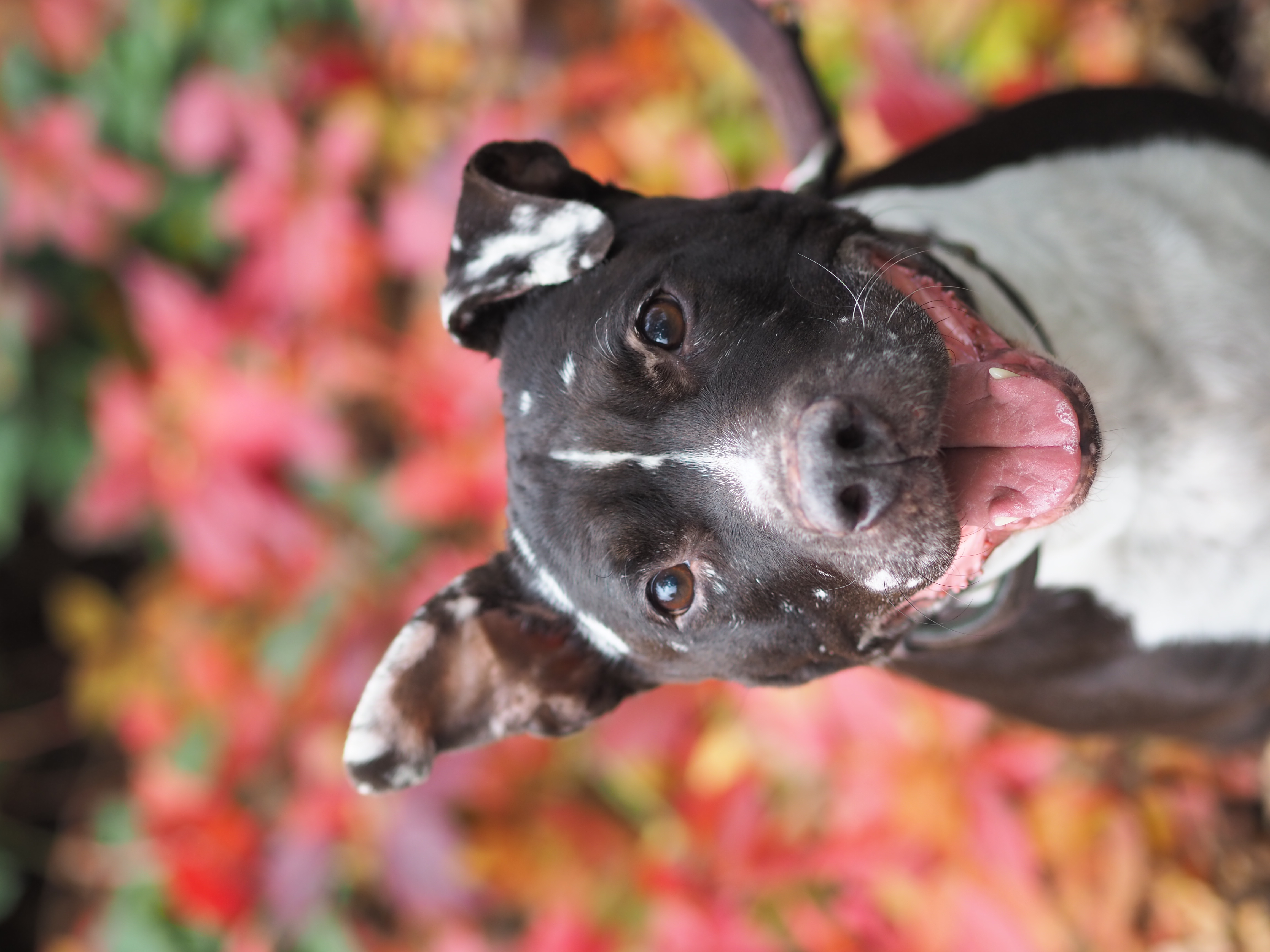 Kira – Staffordshire, weiblich, 8 Jahre, 6 Monate, 50969 Köln-Zollstock – zur Adoption