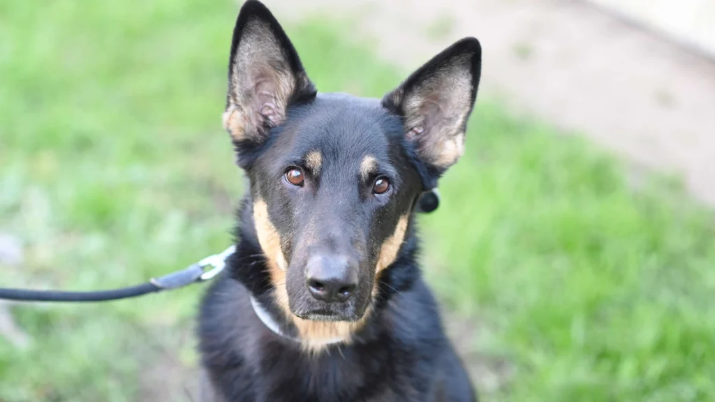 Rocco – Deutscher Schäferhund, männlich, 2 Jahre, 11 Monate, 13057 Berlin – zur Adoption