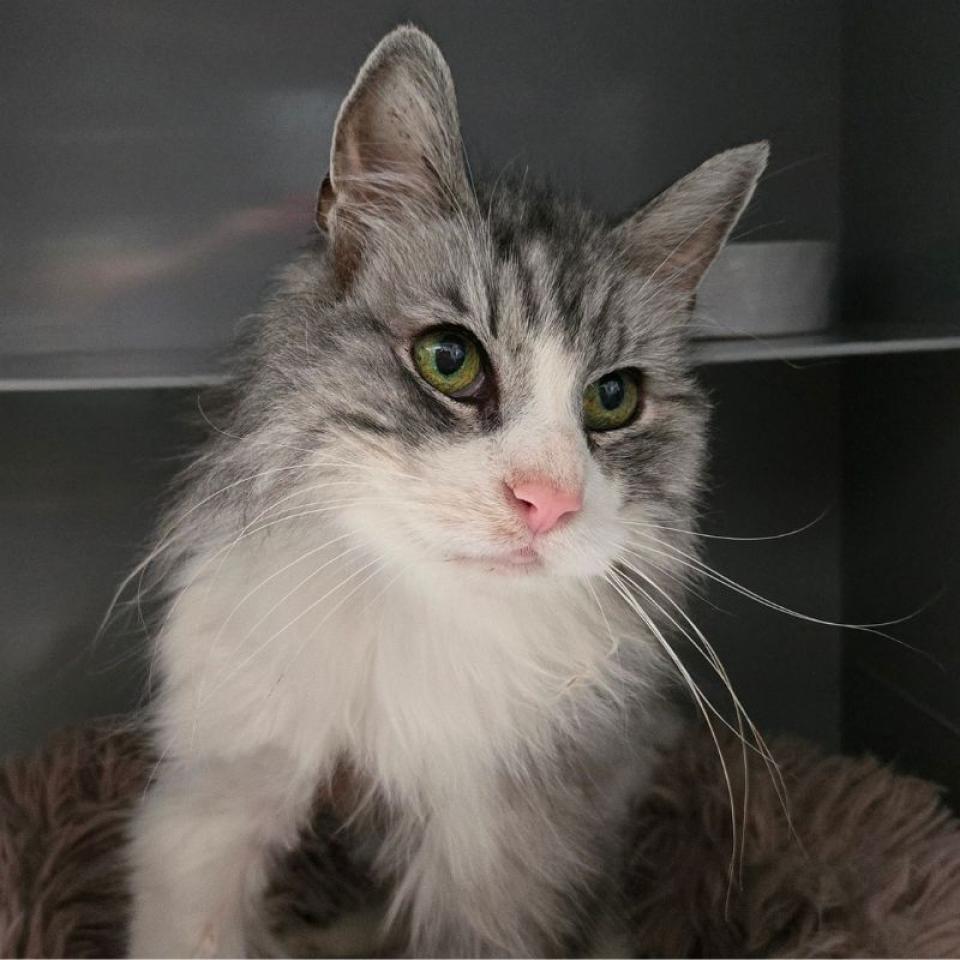 Mace & Katavi – Mix-Langhaar, Europäisch Kurzhaar, männlich, 8 Jahre, 45141 Essen – zur Adoption