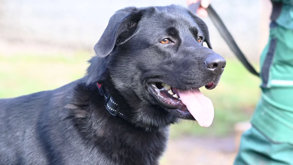 Blacky – Labrador-Schäferhund-Mix, männlich, 3 Monate, 13057 Berlin – zur Adoption