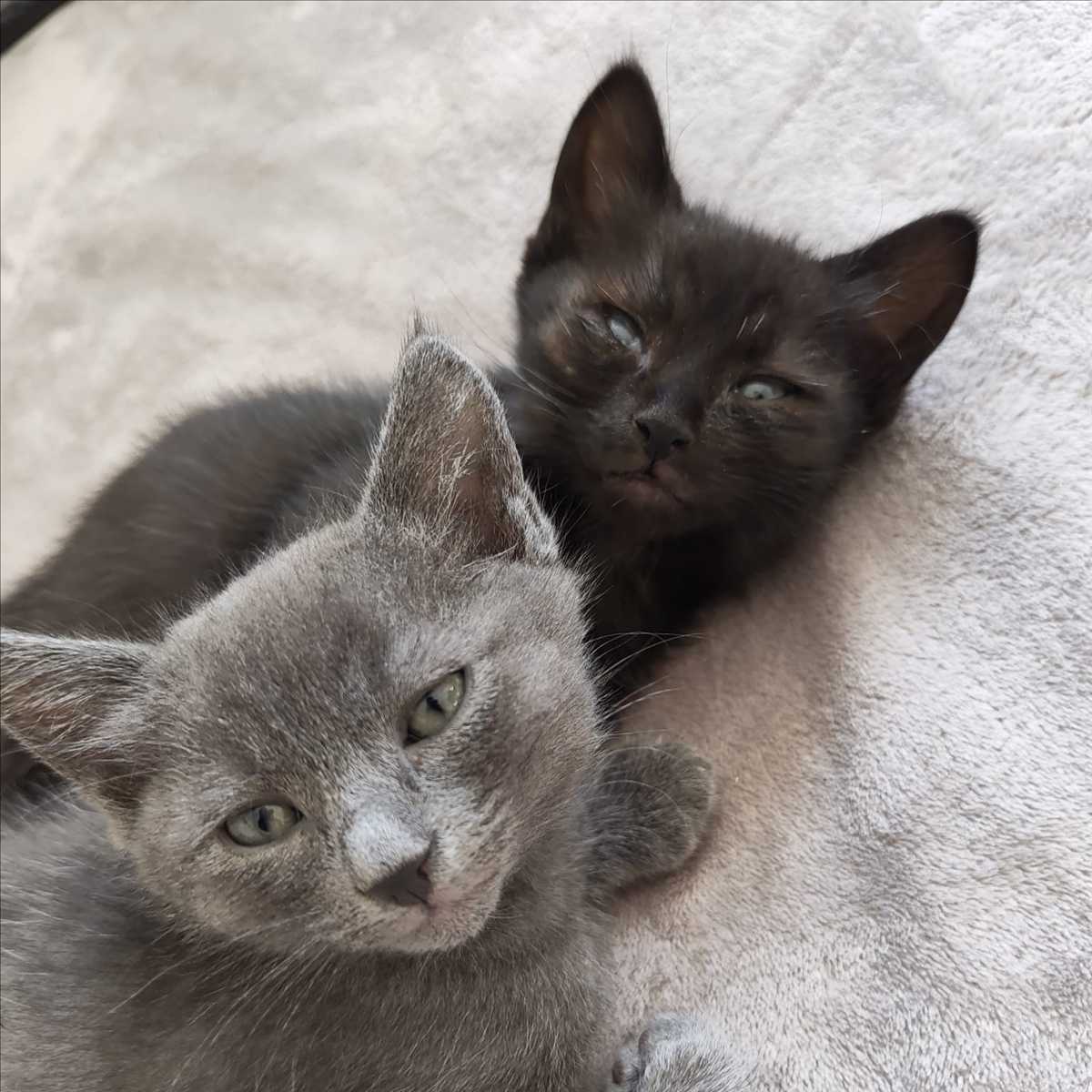 Cremona – Europäisch Kurzhaar, weiblich, 81829 München – zur Adoption