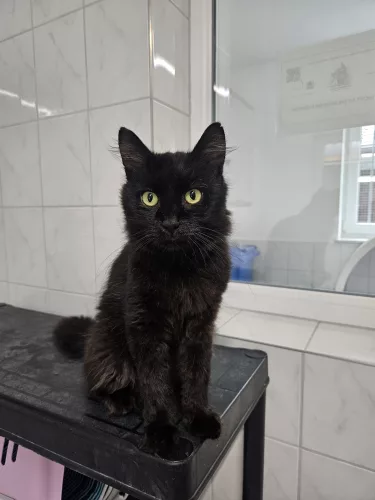 Diter – EKH, männlich, 26389 Wilhelmshaven – zur Adoption
