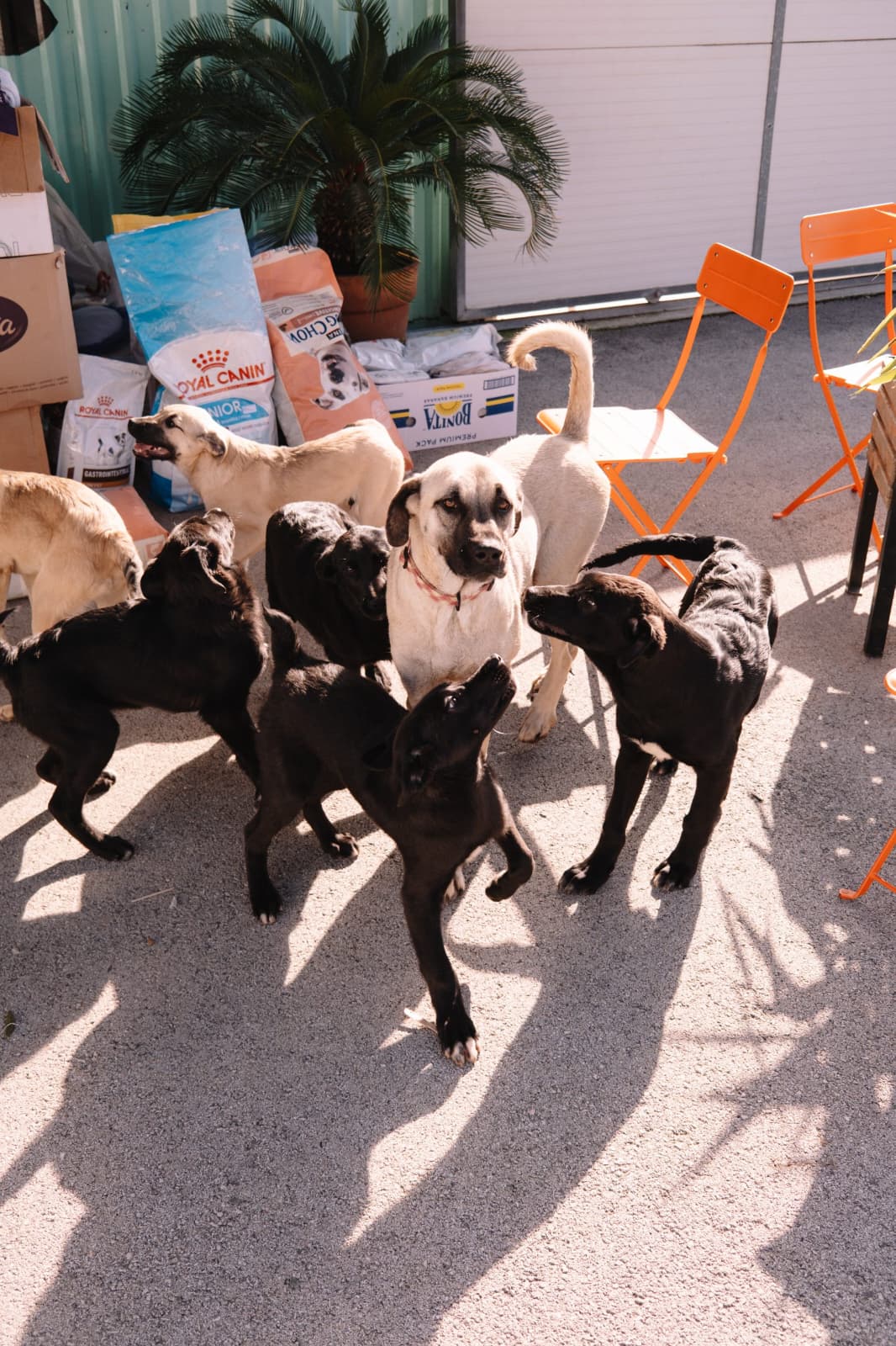 Dunja – Hund, männlich, Nordic Strays e.V. – zur Adoption