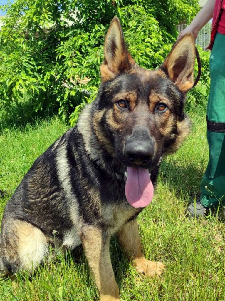Hajo – Schäferhund- Mix, männlich, 4 Jahre, 13057 Berlin – zur Adoption