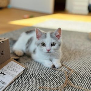 Oreo
