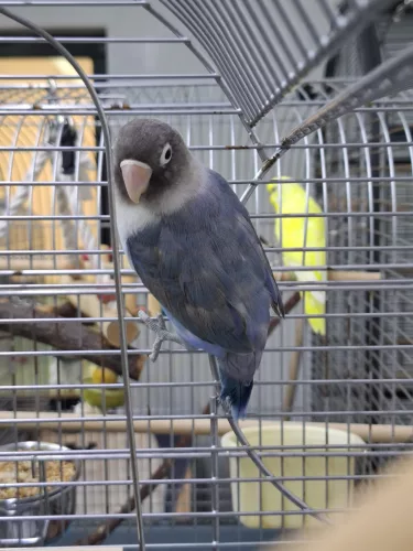 Blubirt – Schwarzköpfchen, männlich, 26389 Wilhelmshaven – zur Adoption