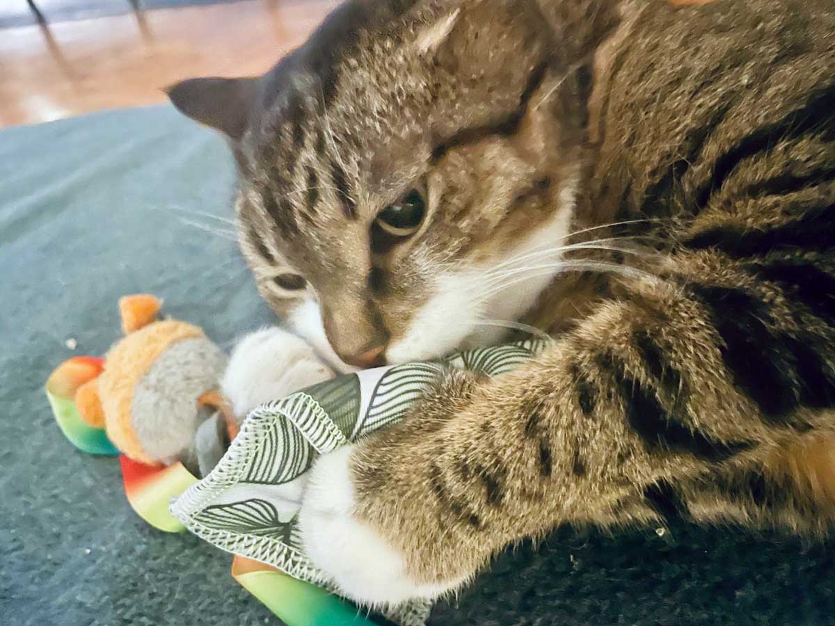 Mietz – EKH, männlich, 6 Jahre, 82031 Grünwald – zur Adoption