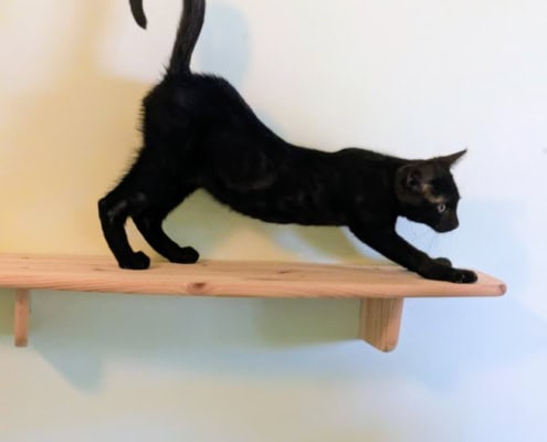 Nuro – Katze, männlich, 39576 Stendal – zur Adoption