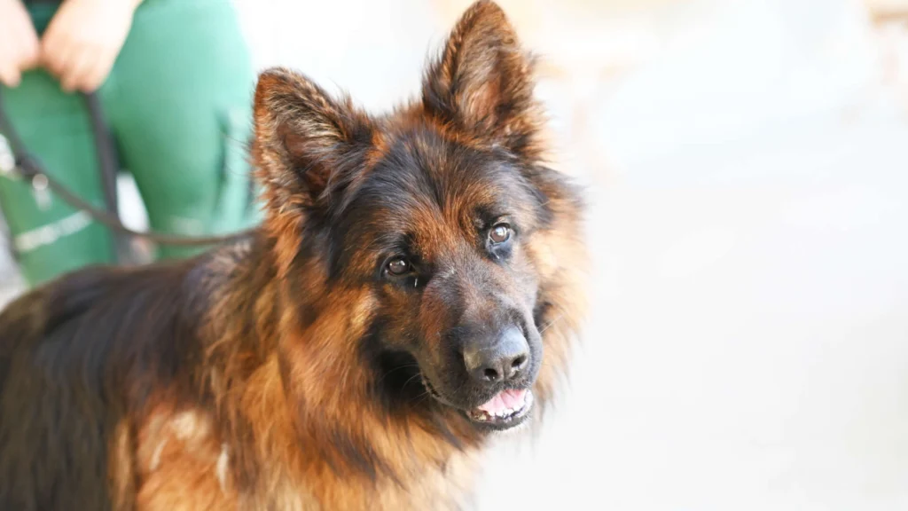 Baru – Altdt. Schäferhund, männlich, 3 Jahre, 1 Monate, 13057 Berlin – zur Adoption