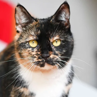 Jenny – EKH, weiblich, 3 Jahre, 7 Monate, 13057 Berlin – zur Adoption