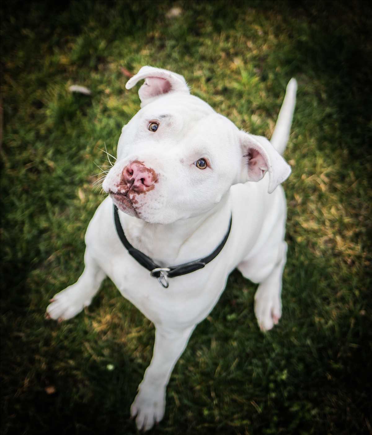 ROCKET – American Staffordshire Terrier, Mix, männlich, 6 Jahre, 8 Monate, 81829 München – zur Adoption