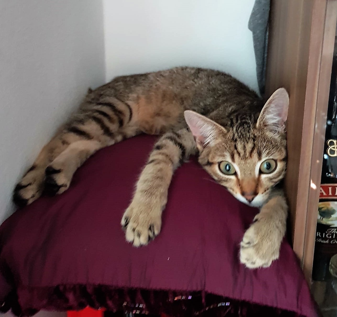 Benji