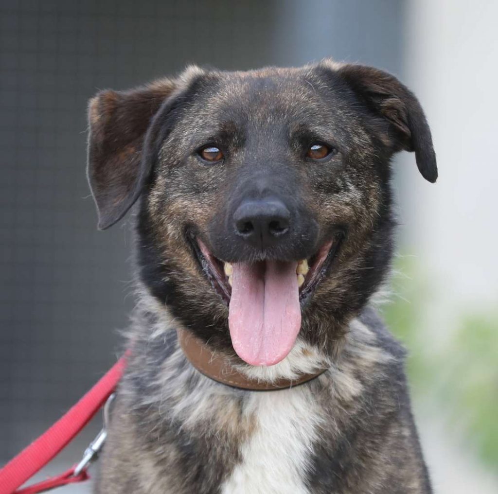 Kamal – Schäferhund-Mix, männlich, 5 Jahre, 2 Monate, 13057 Berlin – zur Adoption