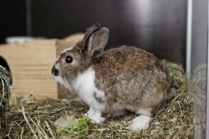 Loisl – Kaninchen, männlich, 97525 Schwebheim – zur Adoption