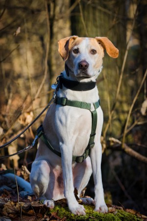Sam – Jagdhund-Mix, männlich, 4 Jahre, 4 Monate, 70195 Stuttgart-Botnang – zur Adoption