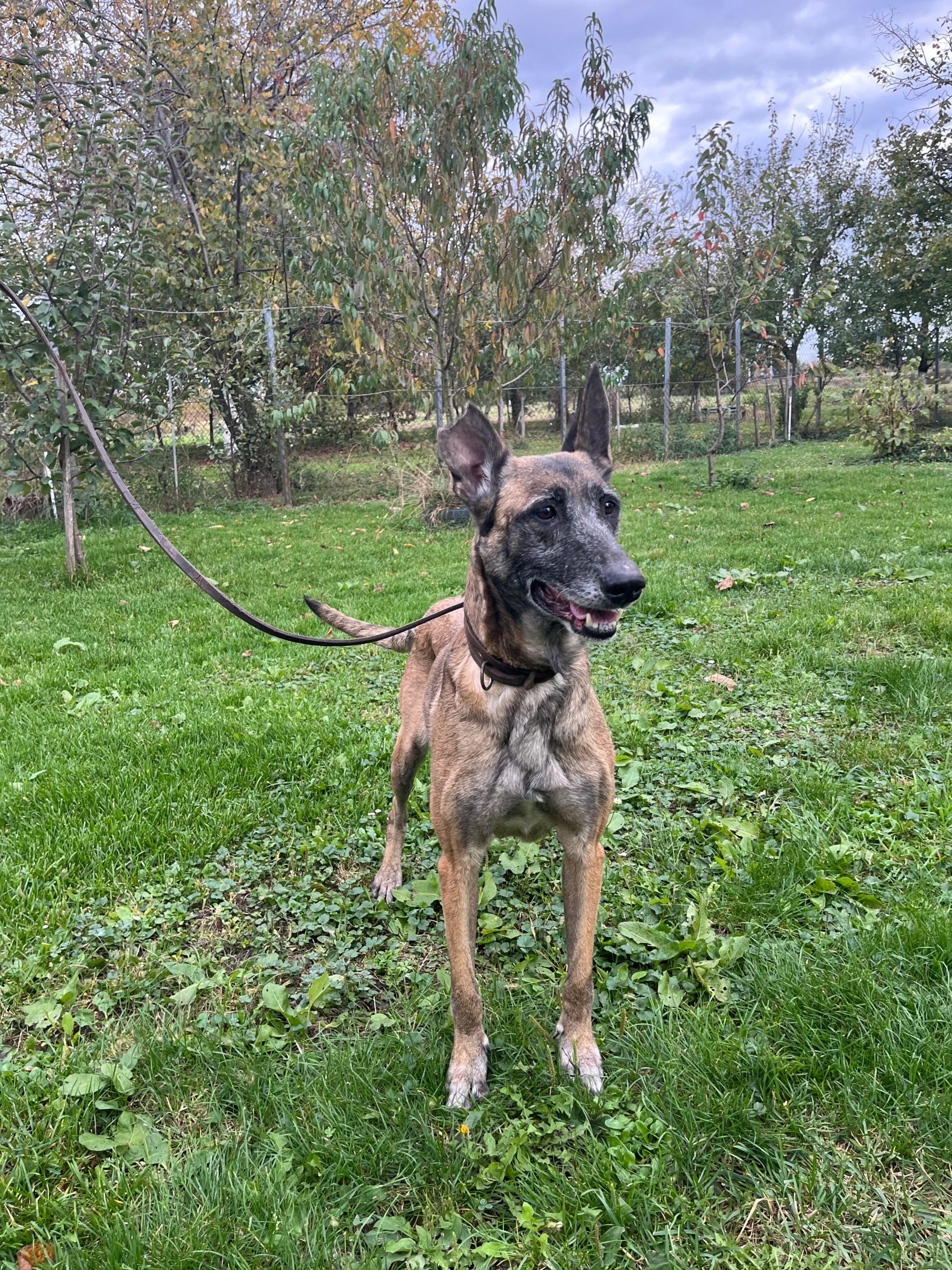 Gea